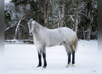 Percheron Croisé, Jument, 3 Ans, 157 cm, Gris