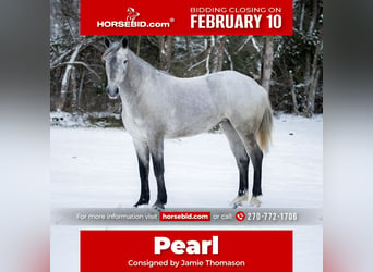 Percheron Croisé, Jument, 3 Ans, 157 cm, Gris