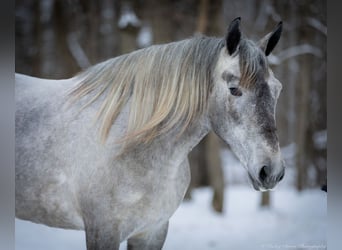 Percheron Croisé, Jument, 3 Ans, 157 cm, Gris