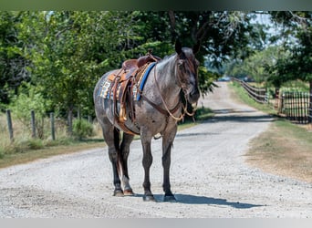 Percheron Croisé, Jument, 3 Ans, 157 cm, Rouan Bleu