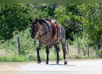 Percheron Croisé, Jument, 3 Ans, 157 cm, Rouan Bleu