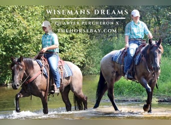 Percheron Croisé, Jument, 3 Ans, 157 cm, Rouan Bleu