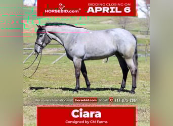 Percheron Croisé, Jument, 4 Ans, 157 cm, Gris