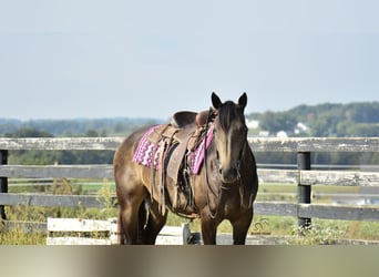 Percheron Croisé, Jument, 4 Ans, 160 cm, Buckskin