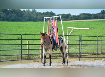 Percheron Croisé, Jument, 4 Ans, 160 cm, Roan-Bay