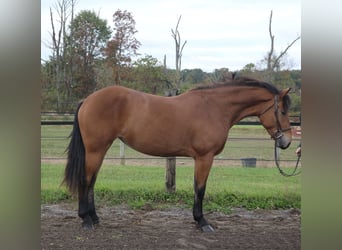 Percheron Croisé, Jument, 4 Ans, 163 cm, Bai cerise