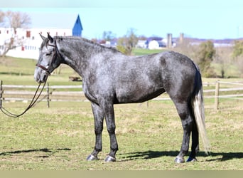 Percheron Croisé, Jument, 4 Ans, 165 cm, Gris