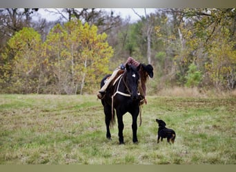 Percheron, Jument, 4 Ans, 173 cm, Noir