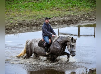 Percheron, Jument, 4 Ans, Gris