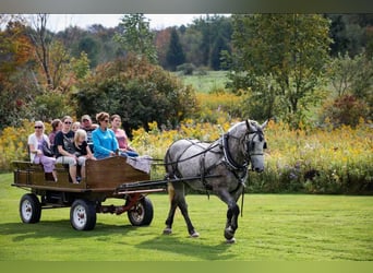 Percheron, Jument, 4 Ans, Gris