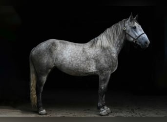 Percheron, Jument, 4 Ans, Gris