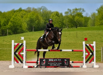 Percheron Croisé, Jument, 4 Ans, Noir