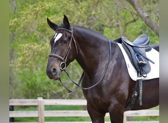 Percheron Croisé, Jument, 4 Ans, Noir