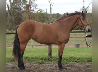 Percheron Croisé, Jument, 5 Ans, 163 cm, Bai cerise