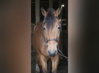 Percheron Croisé, Jument, 5 Ans, 163 cm, Bai cerise