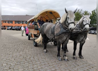 Percheron, Jument, 5 Ans, 163 cm, Gris pommelé