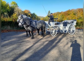 Percheron, Jument, 5 Ans, 163 cm, Gris pommelé