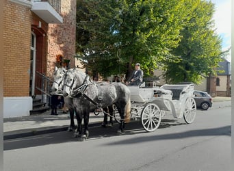 Percheron, Jument, 5 Ans, 163 cm, Gris pommelé