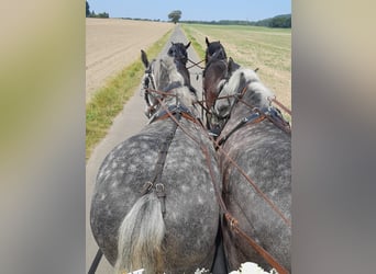 Percheron, Jument, 5 Ans, 163 cm, Gris pommelé