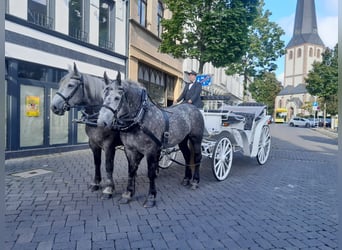 Percheron, Jument, 5 Ans, 163 cm, Gris pommelé