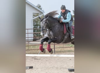 Percheron, Jument, 5 Ans, 170 cm, Gris