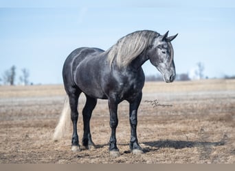 Percheron, Jument, 5 Ans, Gris
