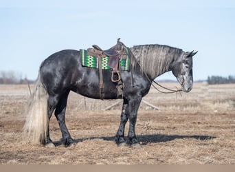 Percheron, Jument, 5 Ans, Gris