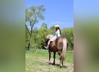 Percheron, Jument, 6 Ans, Bai
