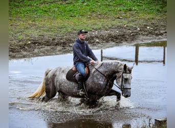 Percheron, Jument, 6 Ans, Gris