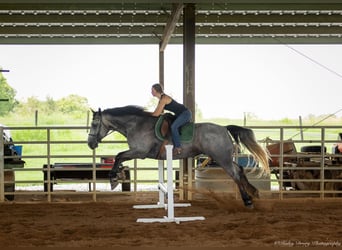 Percheron Croisé, Jument, 7 Ans, 165 cm, Rouan Bleu