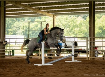 Percheron Croisé, Jument, 7 Ans, 165 cm, Rouan Bleu