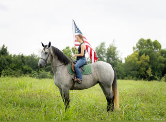 Percheron Croisé, Jument, 7 Ans, 165 cm, Rouan Bleu