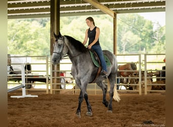 Percheron Croisé, Jument, 7 Ans, 165 cm, Rouan Bleu