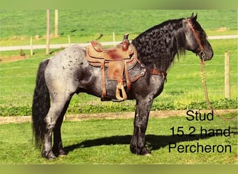 Percheron Croisé, Jument, 7 Ans, 165 cm, Rouan Bleu