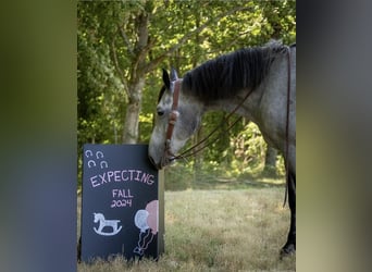 Percheron Croisé, Jument, 7 Ans, 165 cm, Rouan Bleu