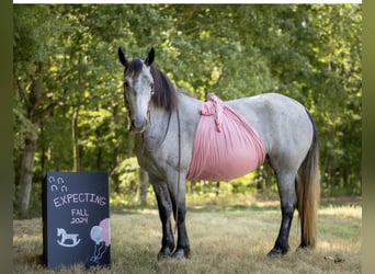 Percheron Croisé, Jument, 7 Ans, 165 cm, Rouan Bleu