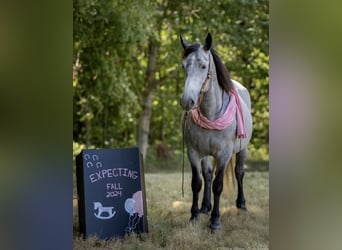 Percheron Croisé, Jument, 7 Ans, 165 cm, Rouan Bleu