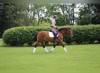 Percheron, Jument, 7 Ans, Bai cerise