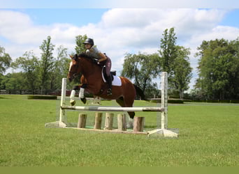 Percheron, Jument, 7 Ans, Bai cerise