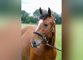 Percheron, Jument, 7 Ans, Bai cerise