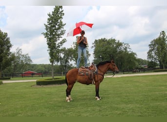 Percheron, Jument, 7 Ans, Bai cerise