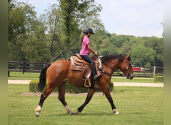 Percheron, Jument, 7 Ans, Bai cerise