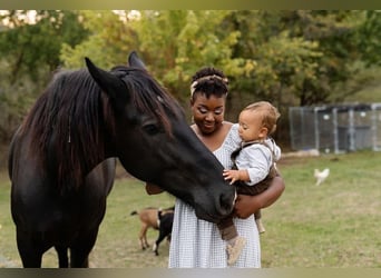 Percheron, Jument, 7 Ans, Noir
