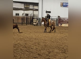 Percheron, Jument, 7 Ans, Noir