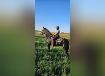 Percheron, Jument, 7 Ans, Noir
