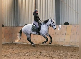 Percheron Croisé, Jument, 8 Ans, 165 cm, Gris