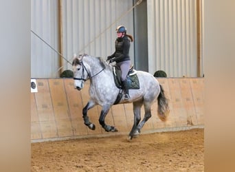 Percheron Croisé, Jument, 8 Ans, 165 cm, Gris