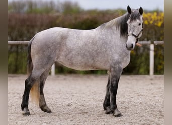 Percheron Croisé, Jument, 8 Ans, 165 cm, Gris
