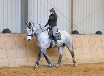 Percheron Croisé, Jument, 8 Ans, 165 cm, Gris