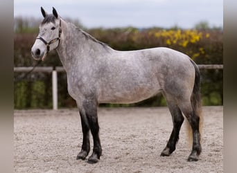Percheron Croisé, Jument, 8 Ans, 165 cm, Gris